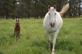 草地白色骏马图片